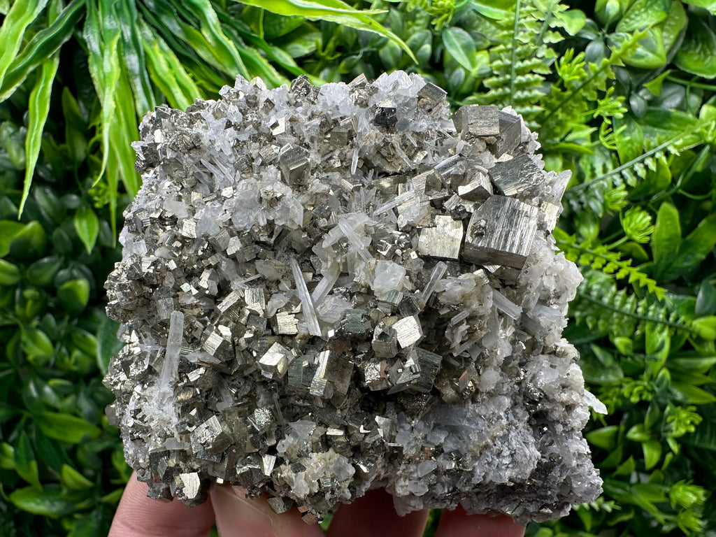 Golden Pyrite on Quartz, Borieva Mine, Bulgaria