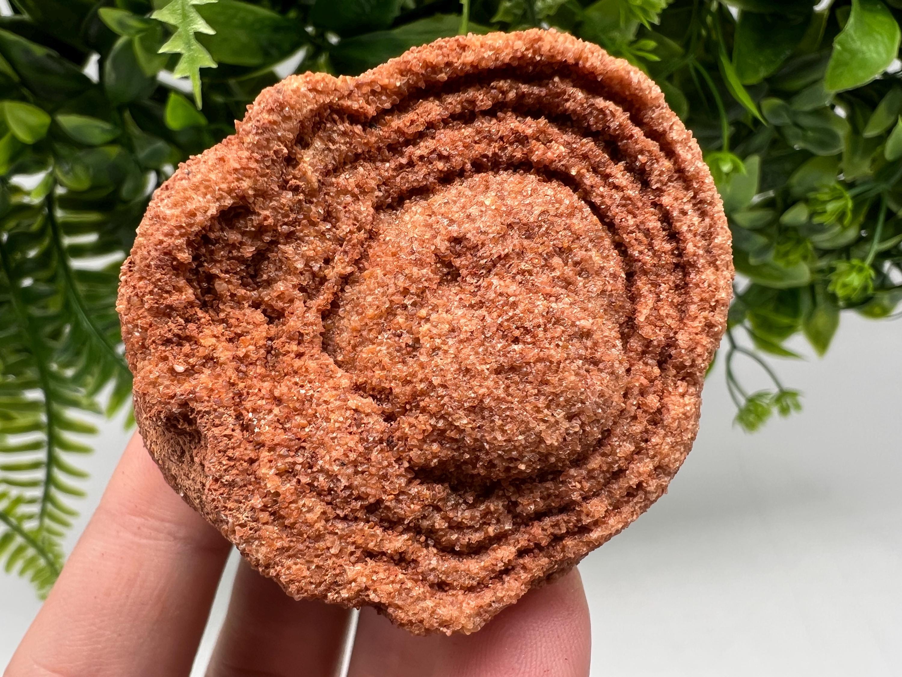 Moroccan Stromatolite Fossil Specimen, Grounding Meditation Stone