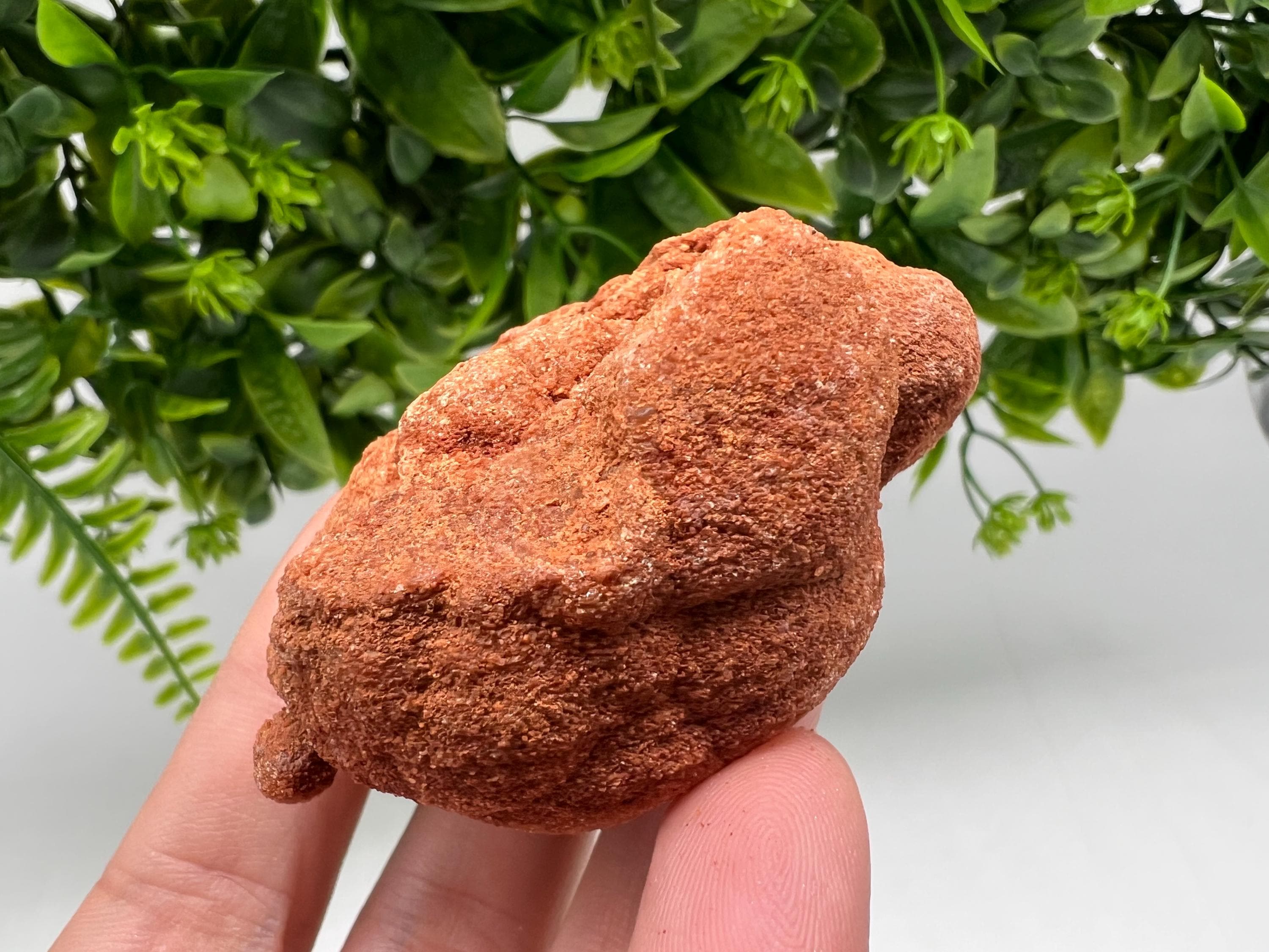 Raw Moroccan Stromatolite Fossil Specimen, Grounding Algae