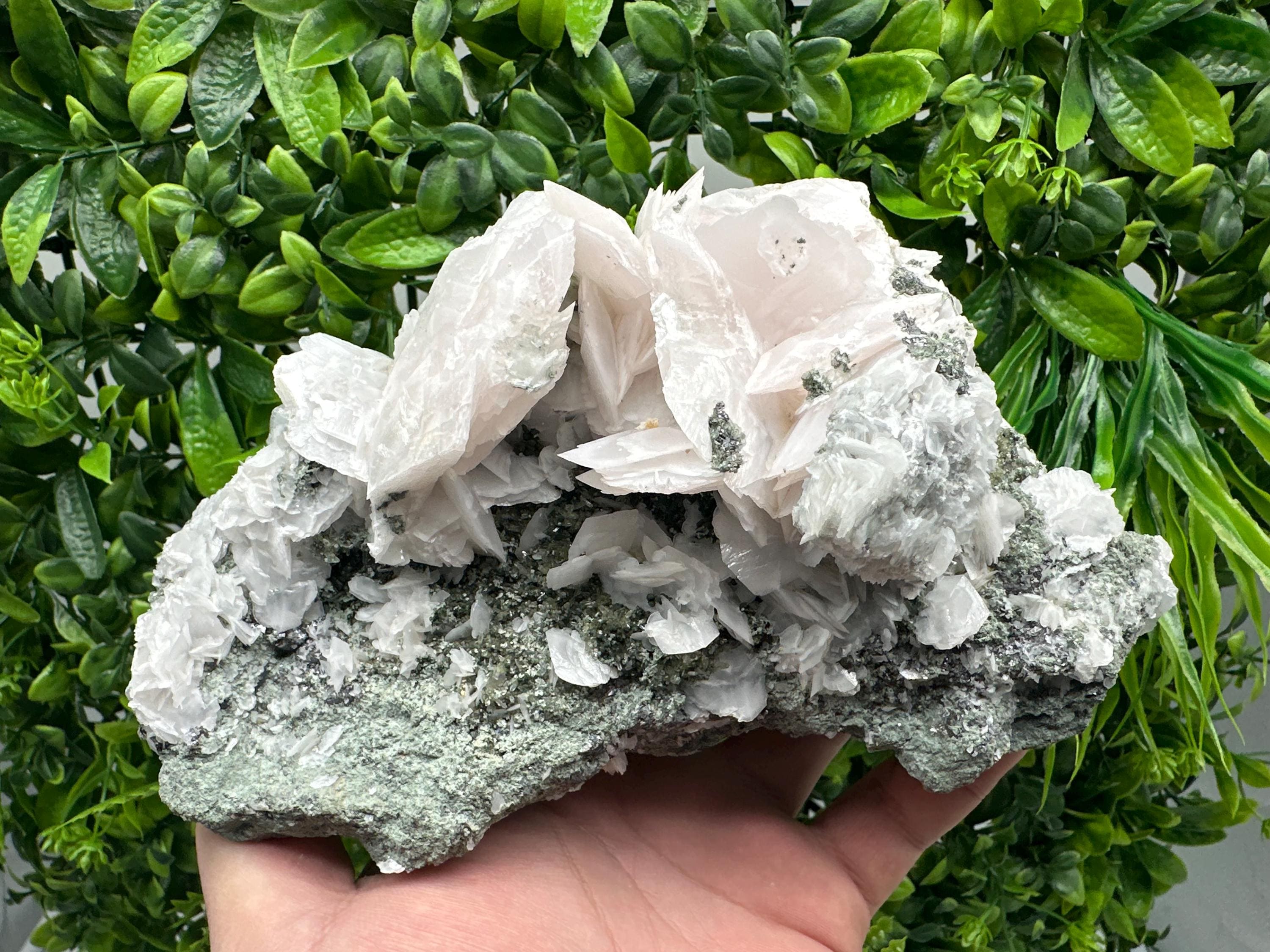 Mangano Calcite Wings on Chlorite Matrix, Bulgaria Mineral Specimen