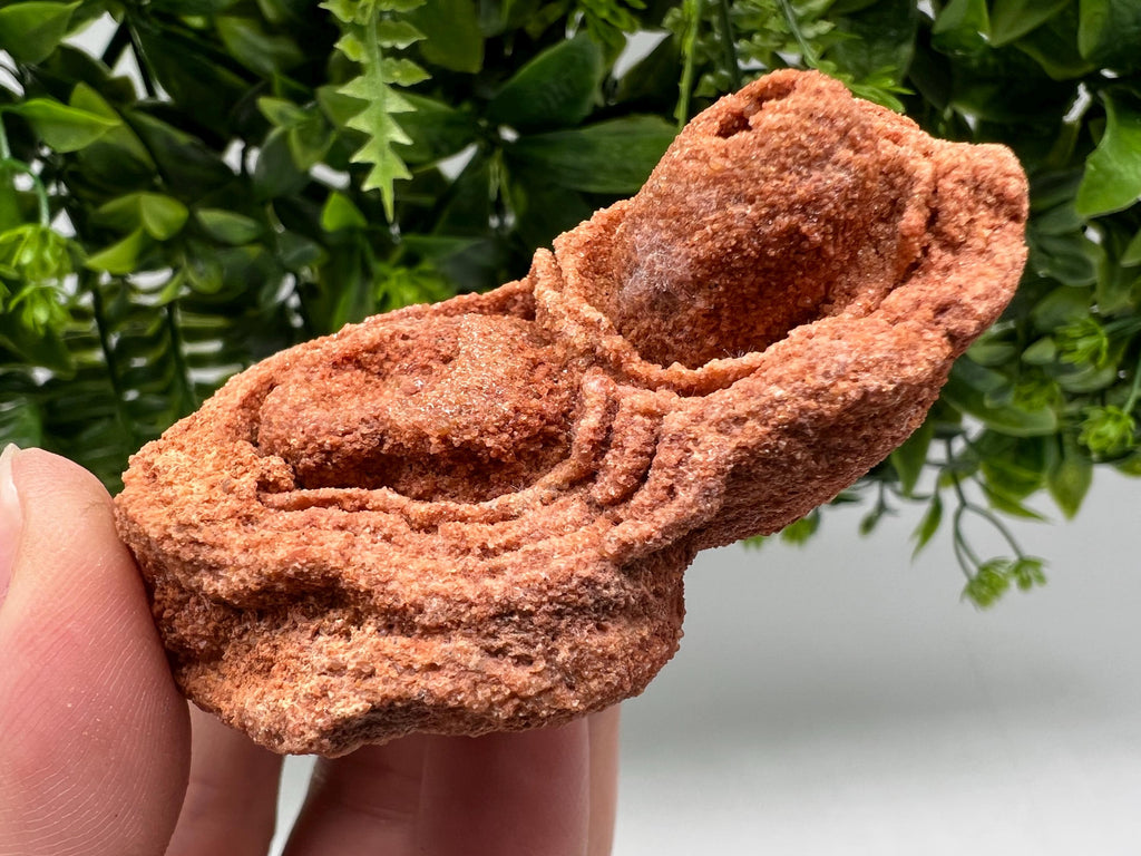 Raw Moroccan Stromatolite Fossil Specimen, Algae Fossil