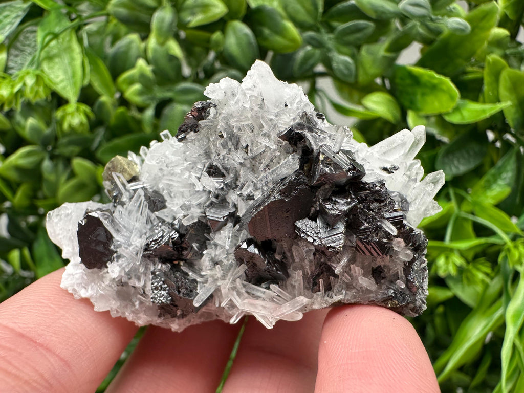 Wonderful Sphalerite Chalcopyrite on  Quartz whit Galena feom 9 th September mine,Bulgaria,natural,collection mineral specimen,gift