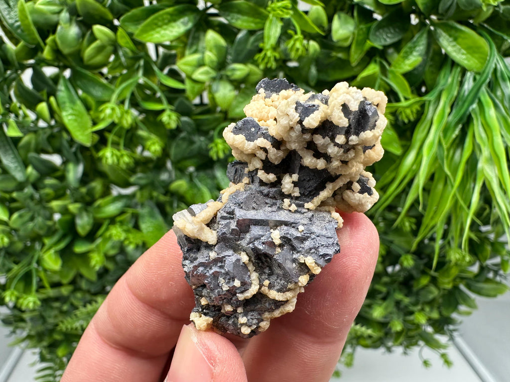 Skeletal Galena with Siderite and Sphalerite: Krushev dol Mine, Bulgaria