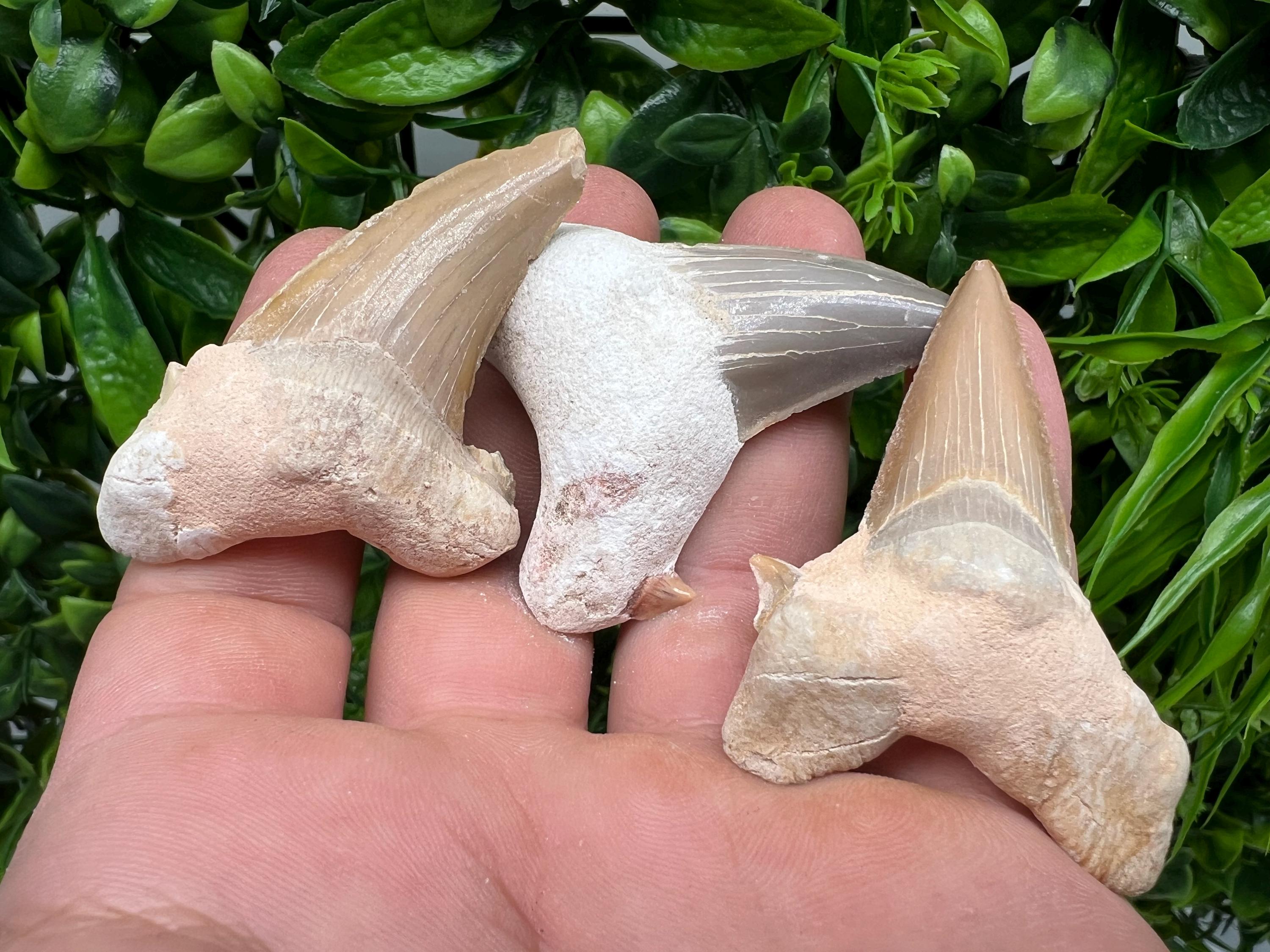 Middle Size Shark Fossil Tooth: Protection & Strength Souvenir