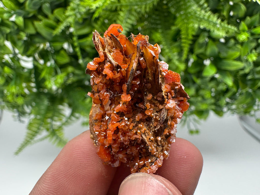 Red Vanadinite on Barite from Marocco,crystal minerals Speciment cluster Vanadinite crystal Vanadinite Geology Vanadinite cluster minerals