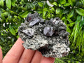 Sphalerite Galena Crystal: Chlorite Mineral Specimen, Bulgaria
