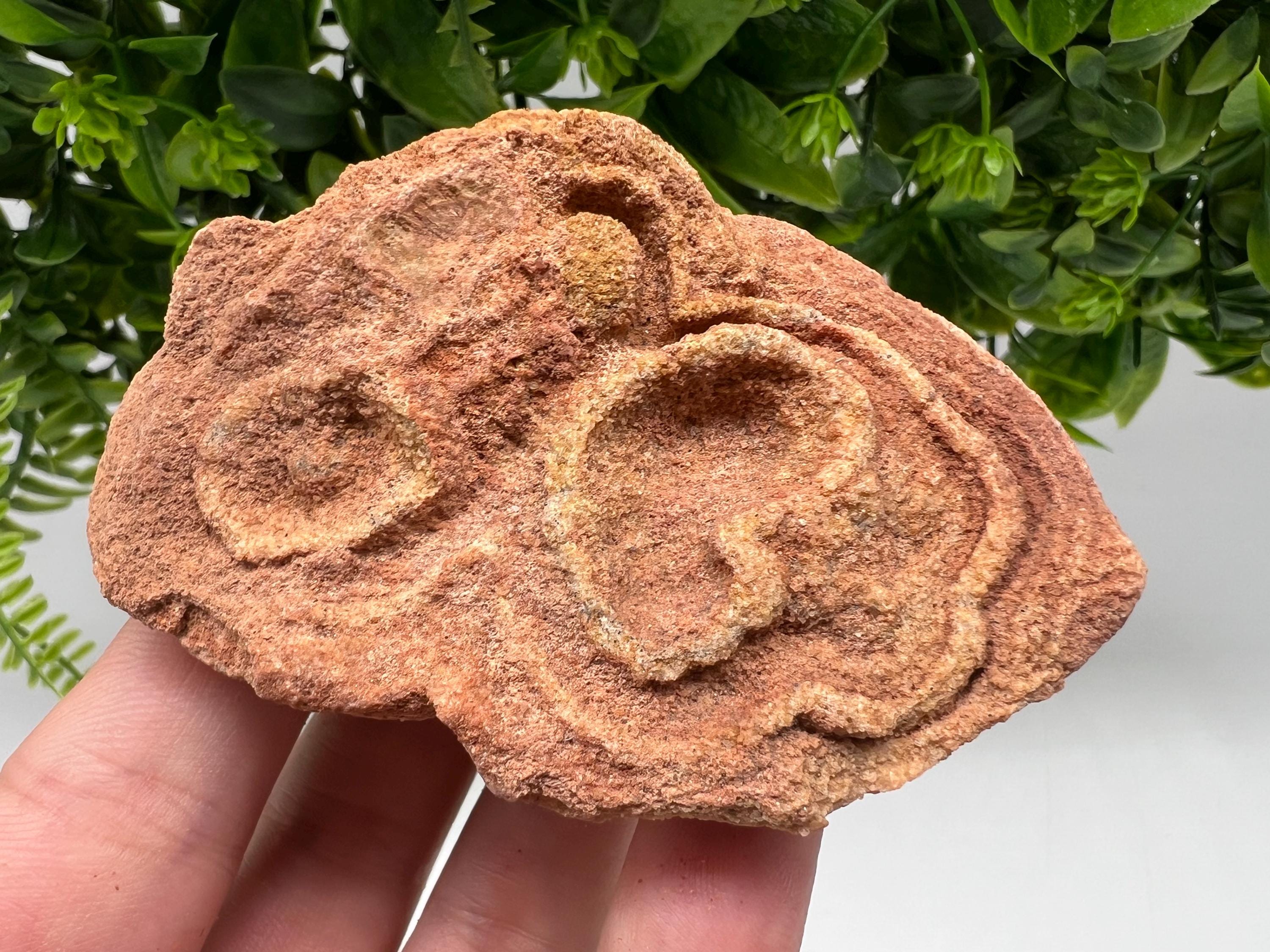 Moroccan Stromatolite Fossil Specimen: Raw Algae for Grounding