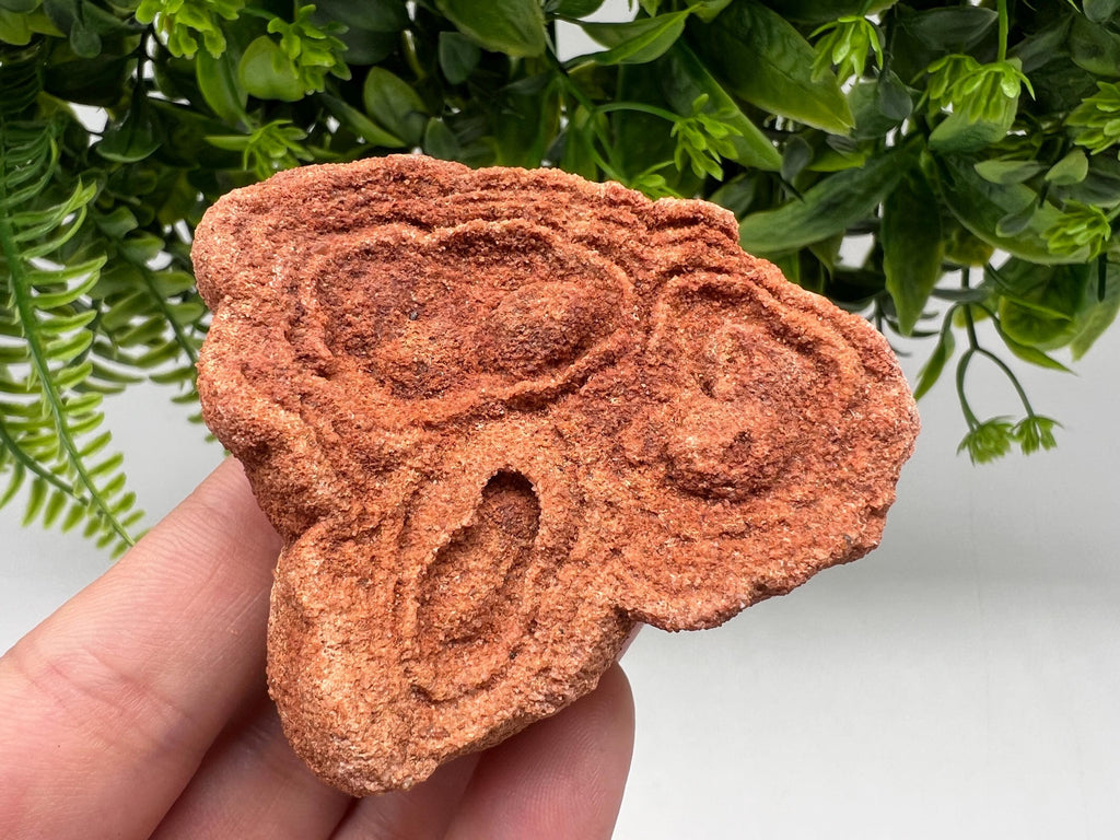 Raw Moroccan Stromatolite Fossil Specimen, Grounding Stone