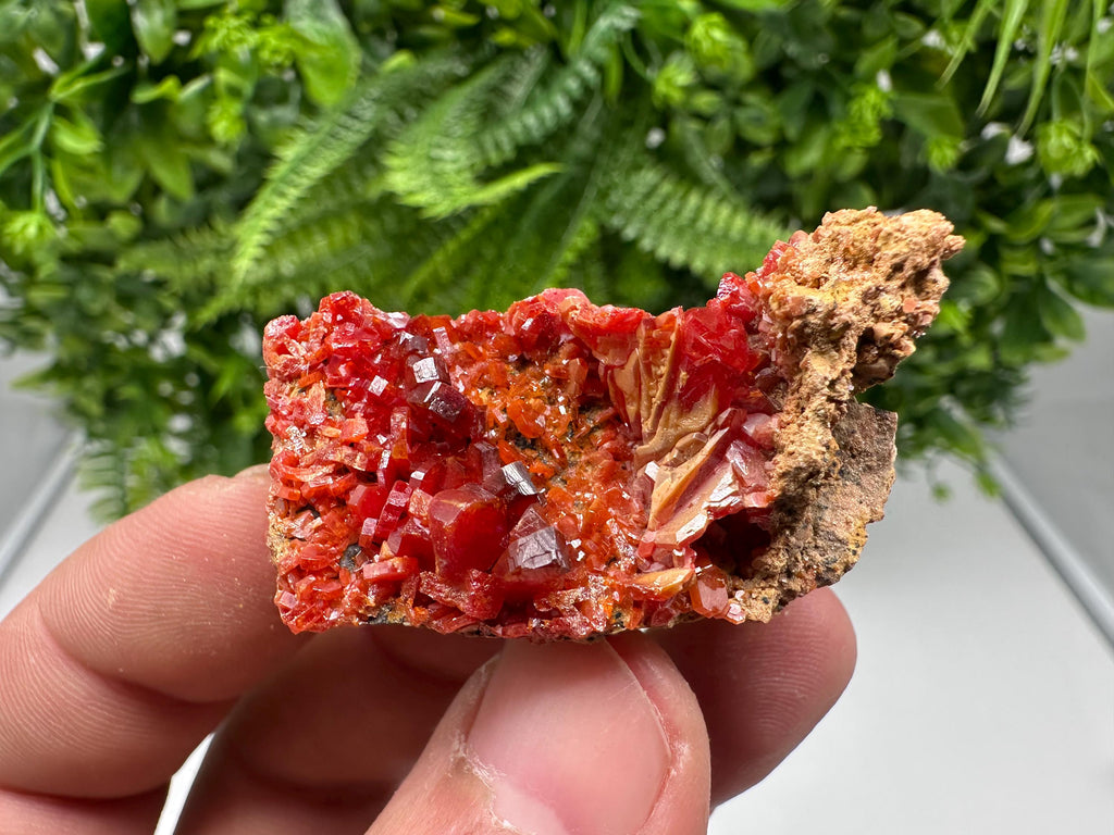 Red Vanadinite on Barite from Marocco,crystal minerals Speciment cluster Vanadinite crystal Vanadinite Geology Vanadinite cluster minerals