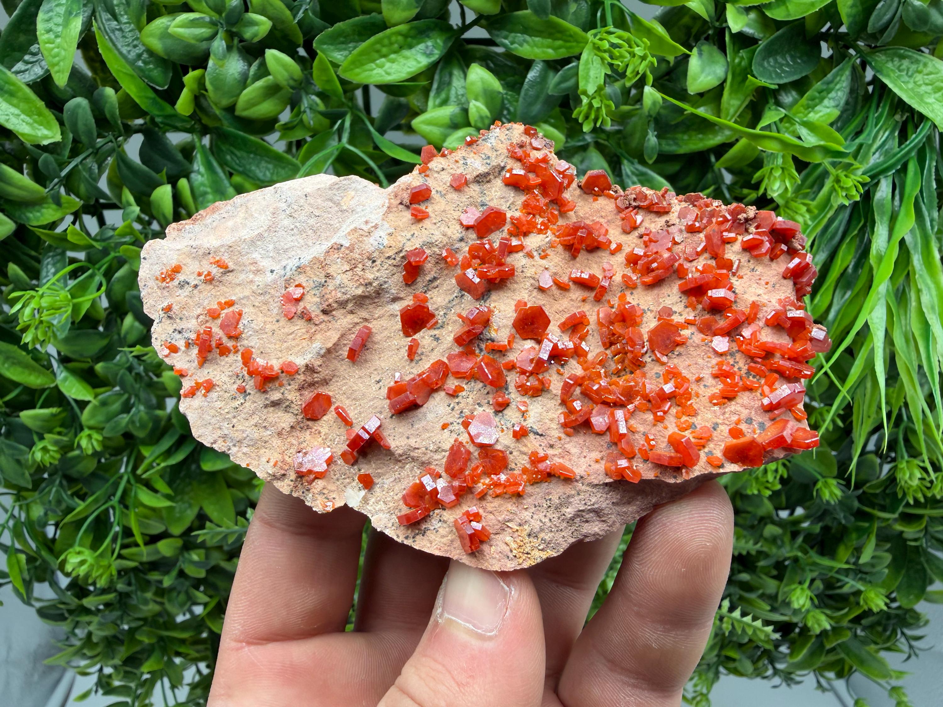 Red Vanadinite on Matrix from Marocco,crystal minerals Speciment cluster Vanadinite crystal Vanadinite Geology Vanadinite cluster minerals