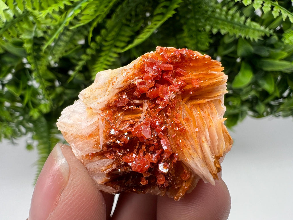 Red Vanadinite on Barite from Marocco,crystal minerals Speciment cluster Vanadinite crystal Vanadinite Geology Vanadinite cluster minerals