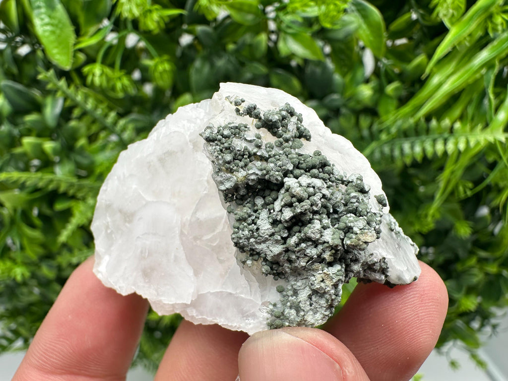 Calcite on Green Quartz: Djurcovo Mine, Bulgaria Crystal