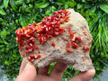 Red Vanadinite on Matrix from Marocco,crystal minerals Speciment cluster Vanadinite crystal Vanadinite Geology Vanadinite cluster minerals