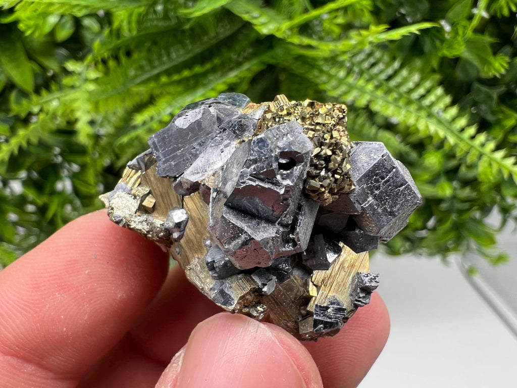 Galena on Pyrite Mineral Specimen: Borieva Mine, Bulgaria