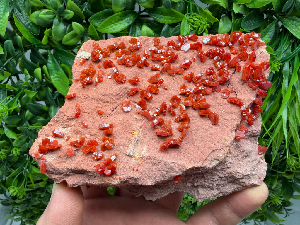Red Vanadinite on Matrix from Marocco,crystal minerals Speciment cluster Vanadinite crystal Vanadinite Geology Vanadinite cluster minerals