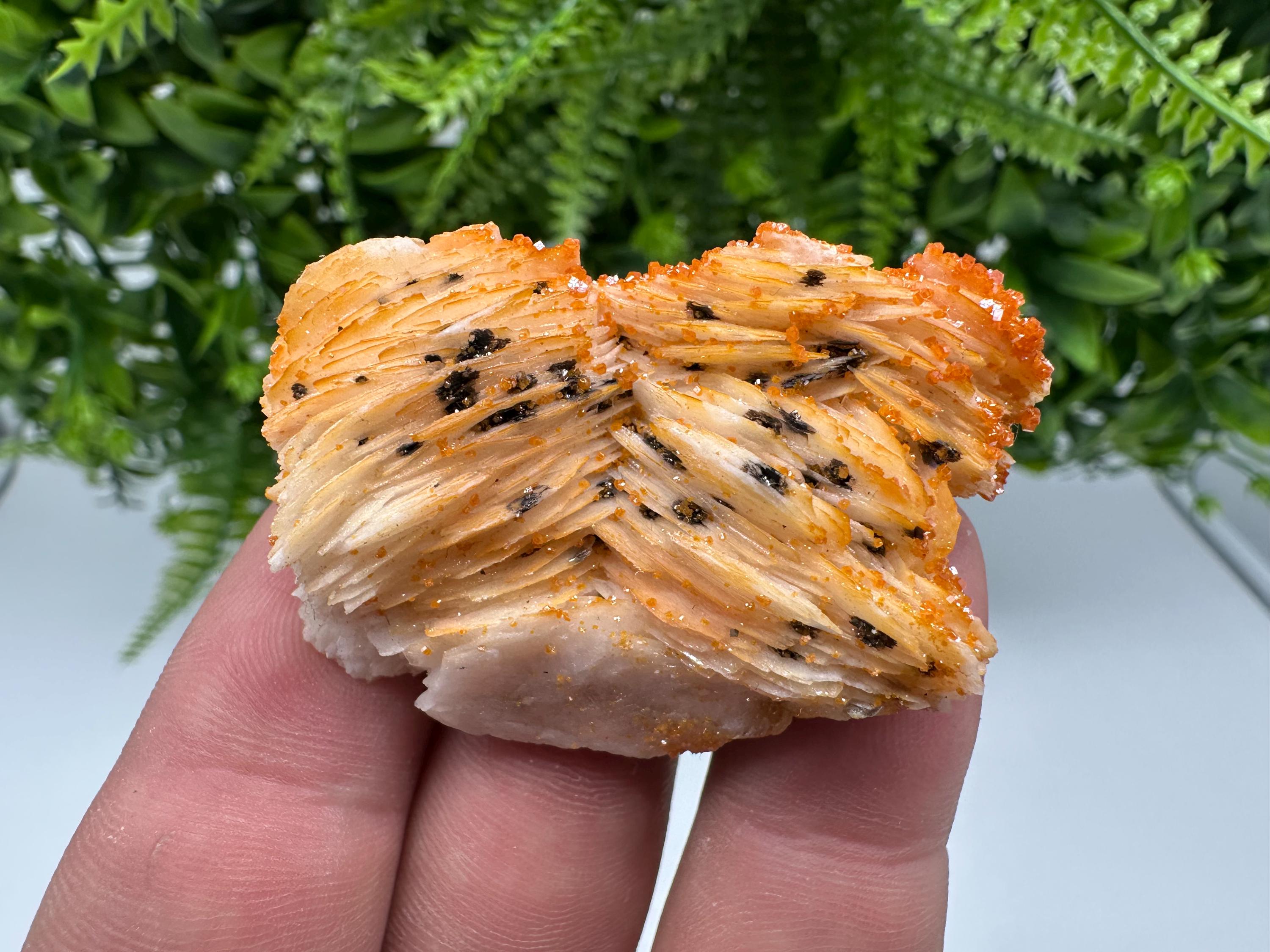Red Vanadinite on Barite from Marocco,crystal minerals Speciment cluster Vanadinite crystal Vanadinite Geology Vanadinite cluster minerals