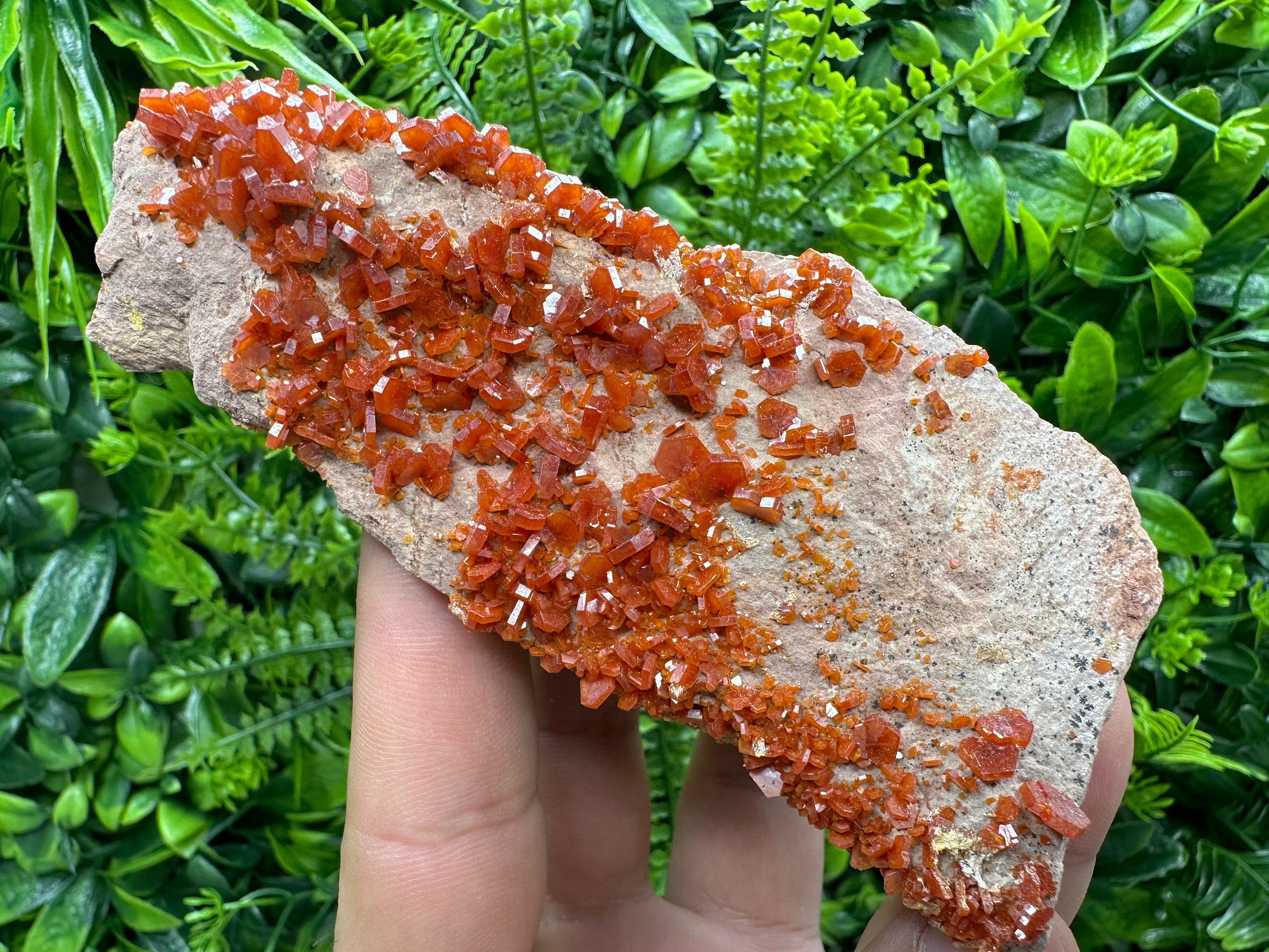 Red Vanadinite Crystal Cluster on Matrix, Morocco Specimen