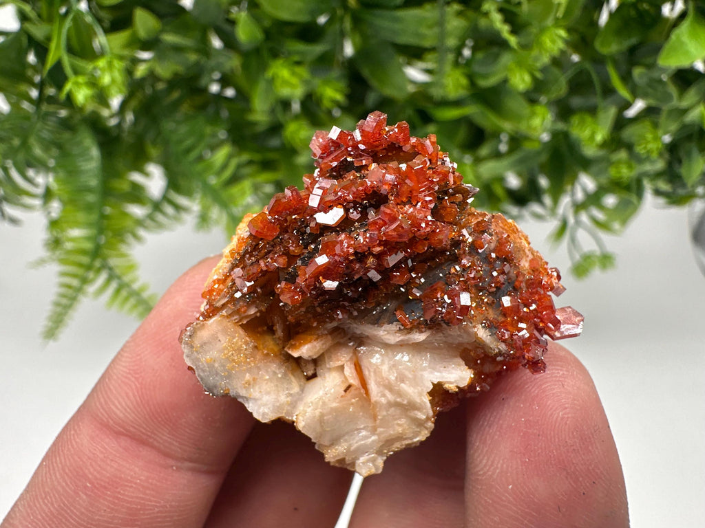 Red Vanadinite on Barite from Marocco,crystal minerals Speciment cluster Vanadinite crystal Vanadinite Geology Vanadinite cluster minerals