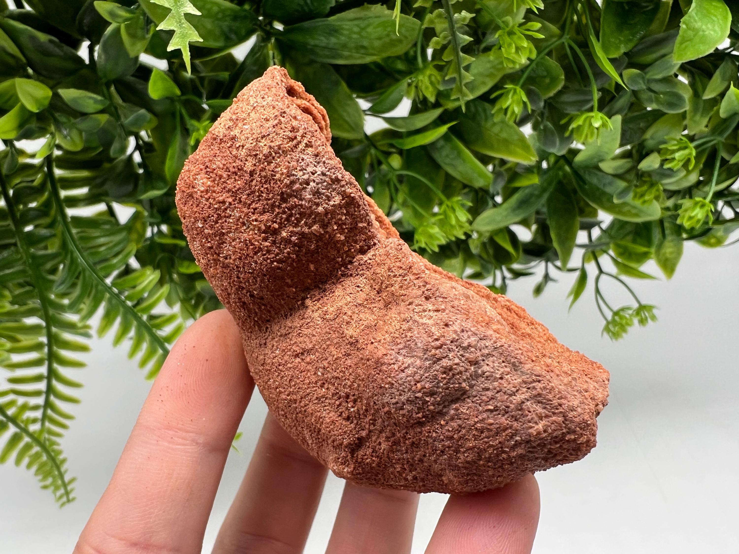 Moroccan Stromatolite Fossil Specimen, Raw Algae Fossil for Meditation