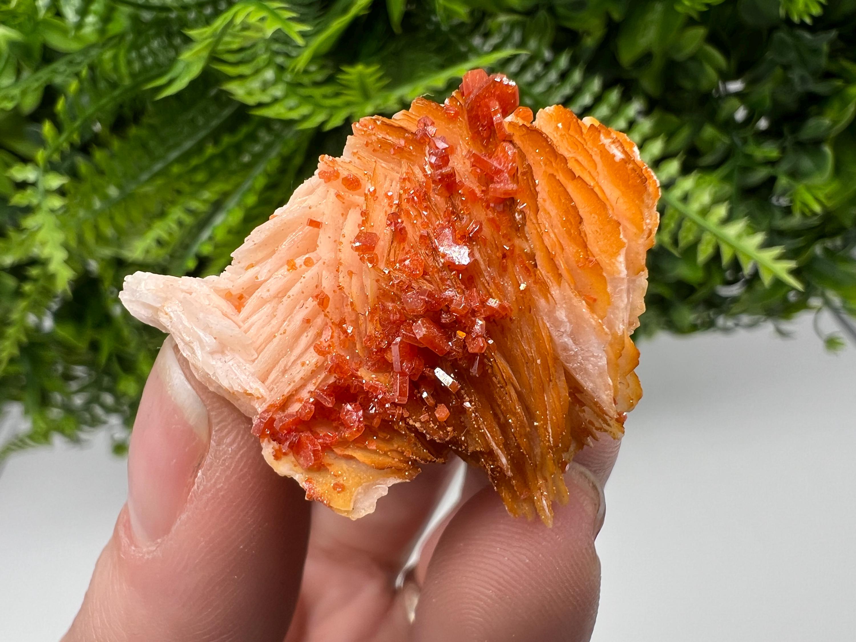 Red Vanadinite on Barite from Marocco,crystal minerals Speciment cluster Vanadinite crystal Vanadinite Geology Vanadinite cluster minerals