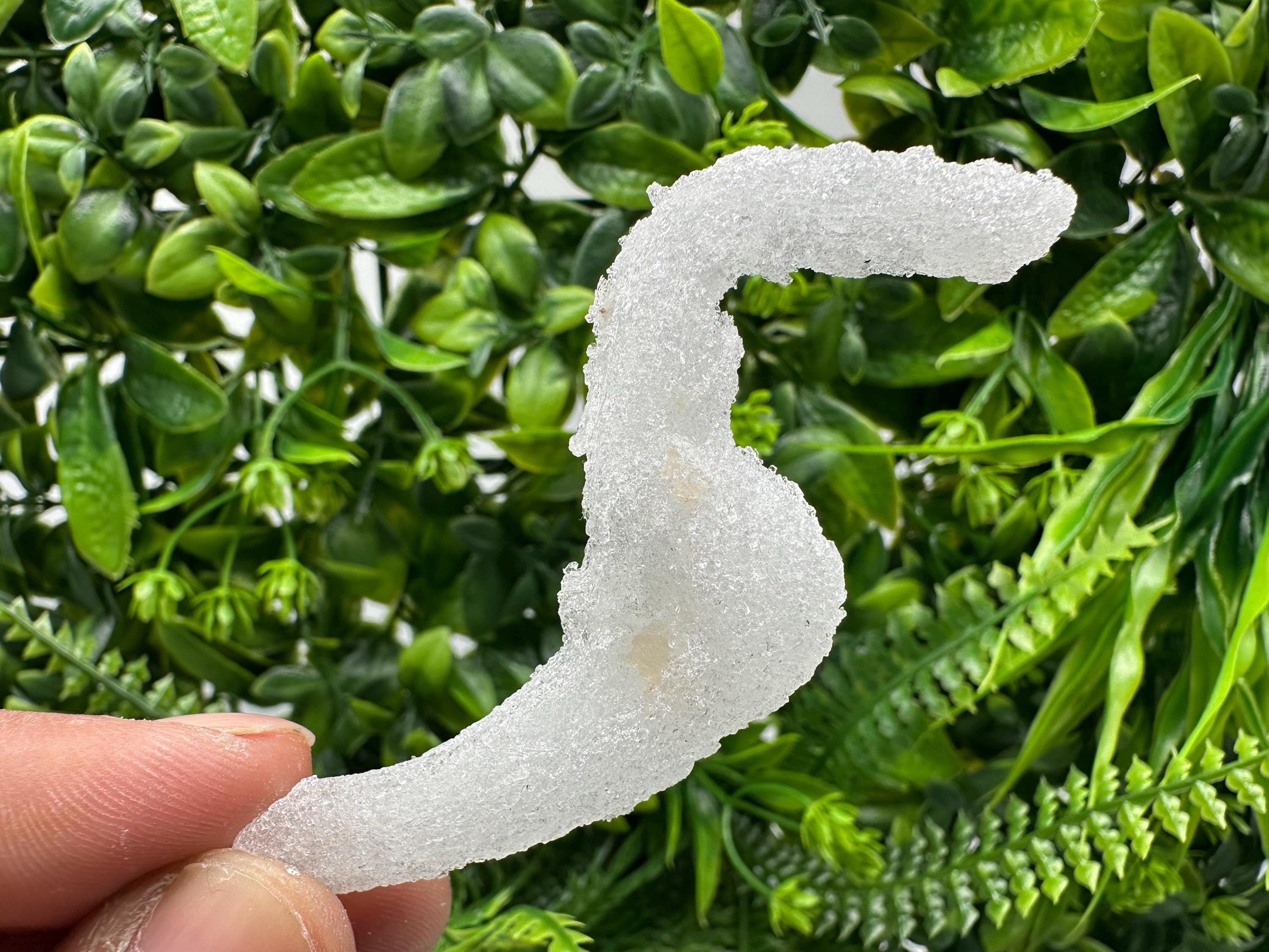 Ram's Horn Selenite Gypsum, Guizhou China, Fluorescent Mineral Specimen