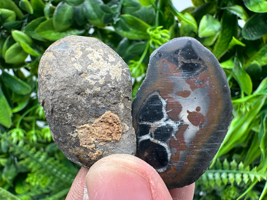 Septarian Nodule Geode Pair: Dragonstone Healing Stone