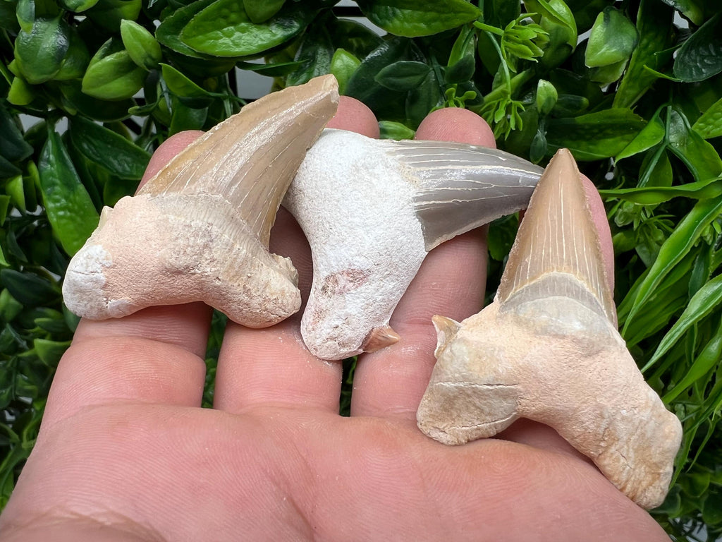 Middle Size Shark Fossil Tooth: Protection & Strength Souvenir