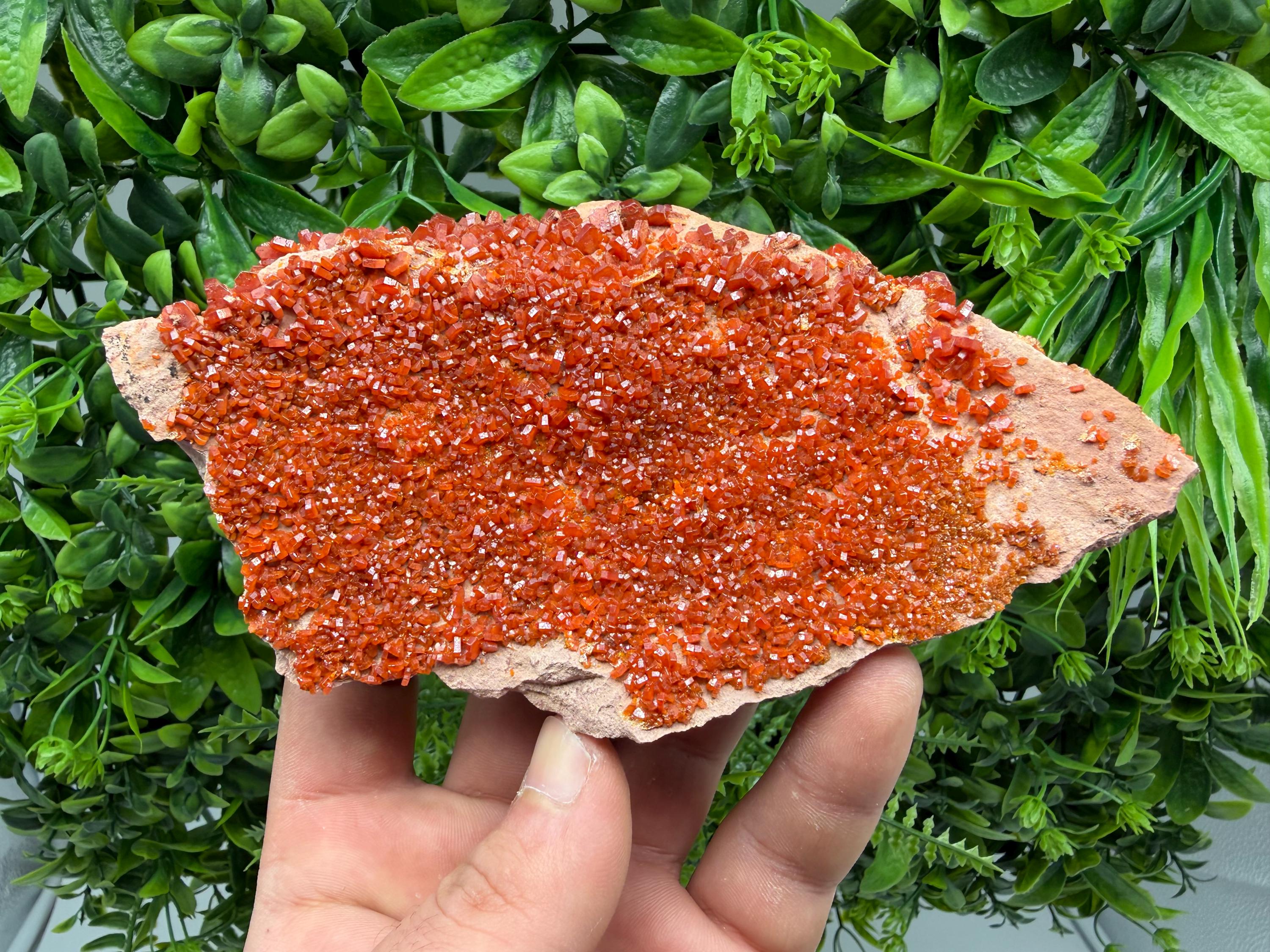 Red Vanadinite on Matrix from Marocco,crystal minerals Speciment cluster Vanadinite crystal Vanadinite Geology Vanadinite cluster minerals