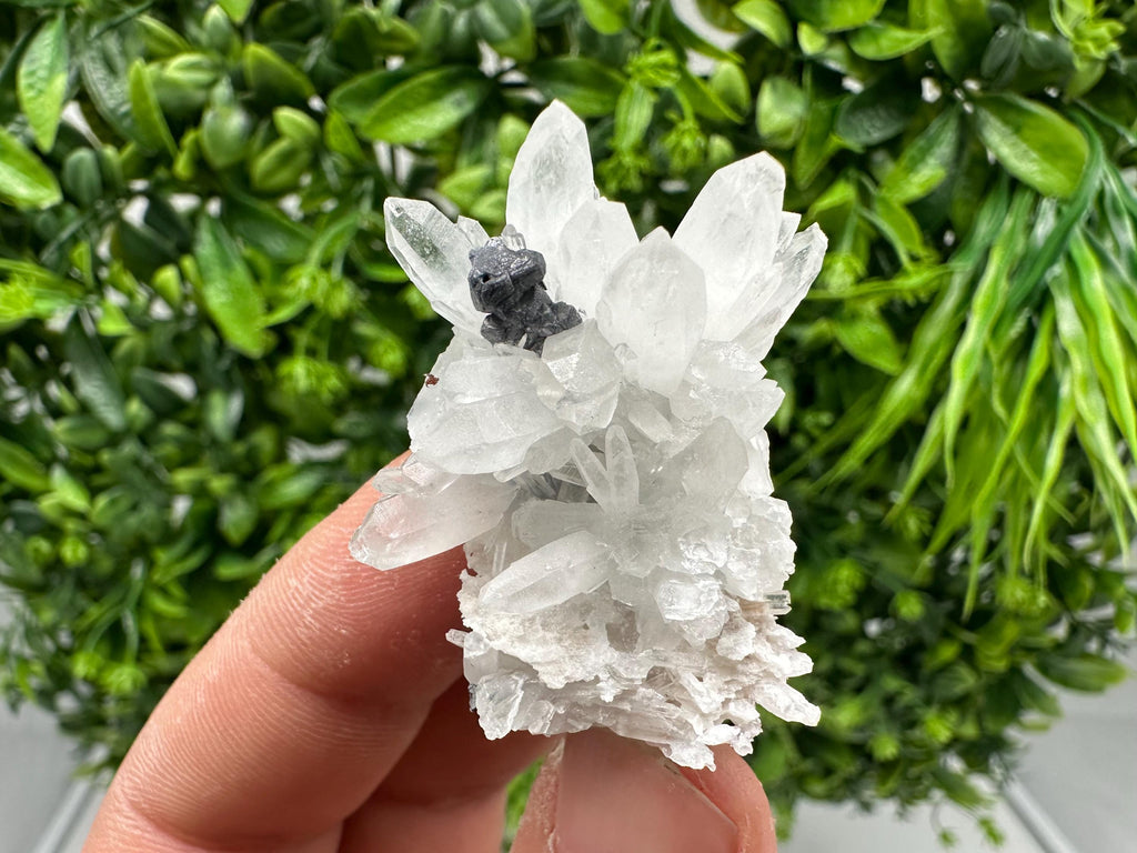 Stunning Sphalerite on  Quarzt from Borieva mine,Madan,Bulgaria,natural,collection mineral specimen,home decor crystal,gift,collection