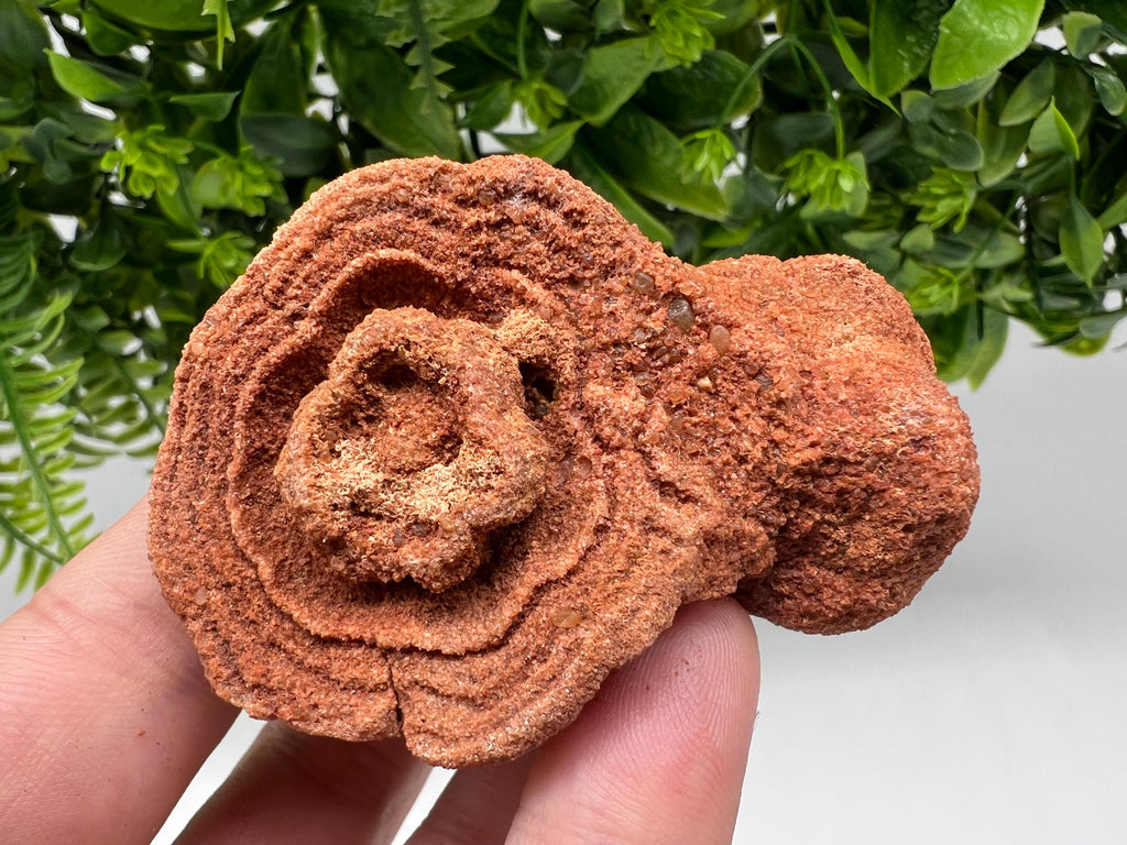 Moroccan Stromatolite Fossil Specimen: Raw Algae for Grounding