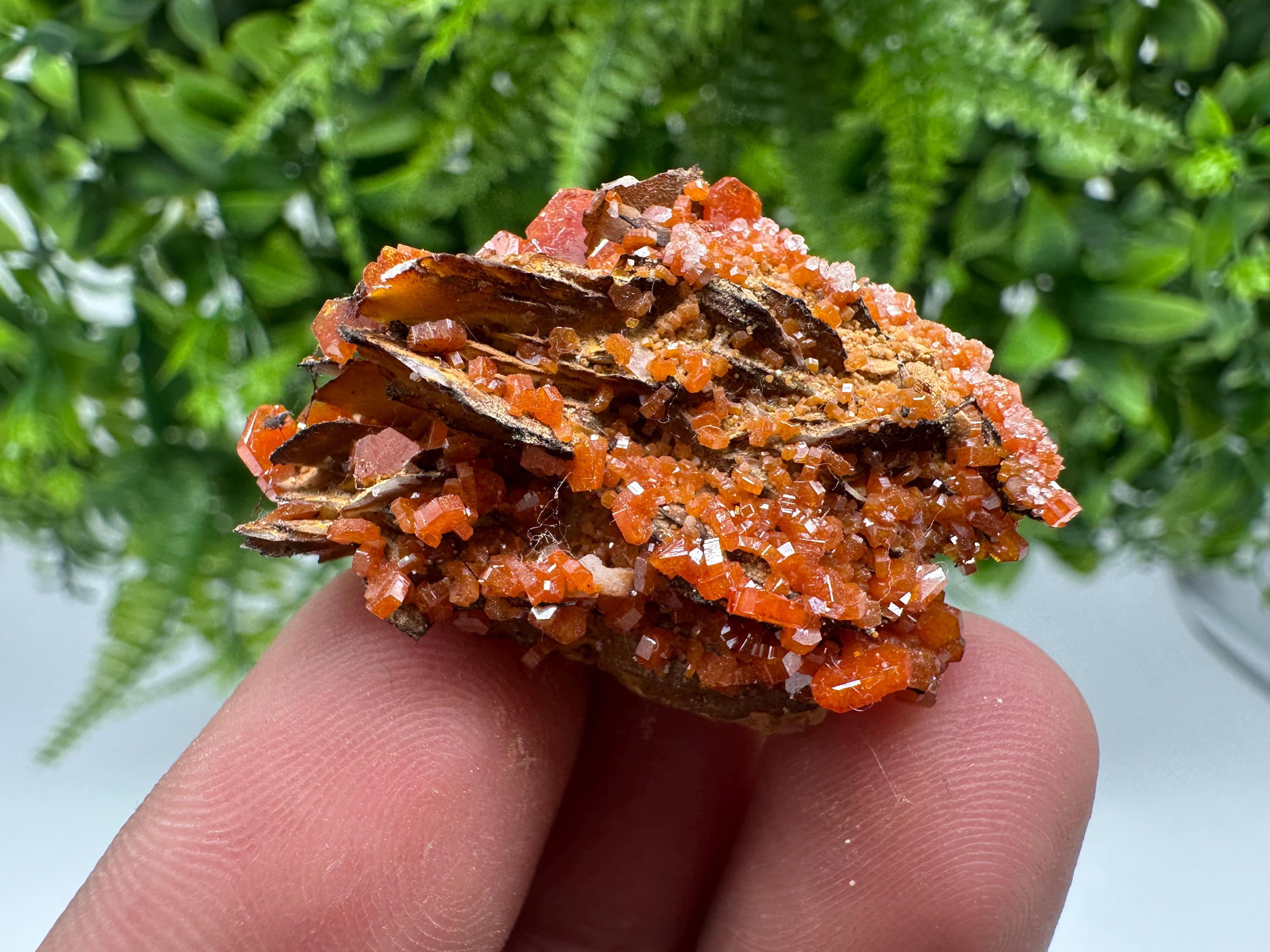 Red Vanadinite on Barite from Marocco,crystal minerals Speciment cluster Vanadinite crystal Vanadinite Geology Vanadinite cluster minerals