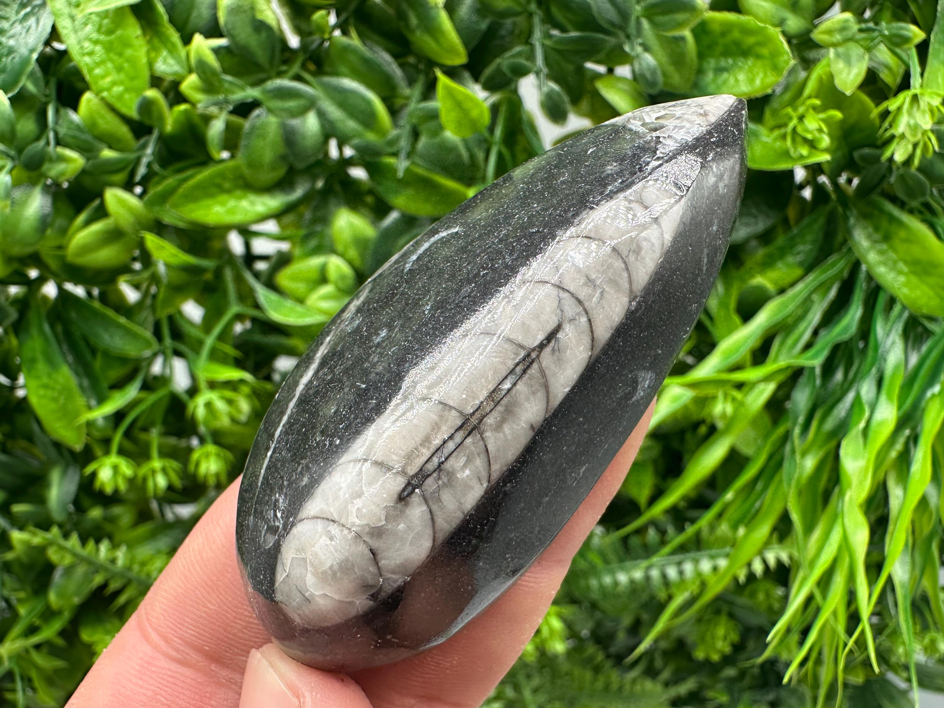 Polished Orthoceras Fossil Cabochon: Pear Shape Loose Gemstone