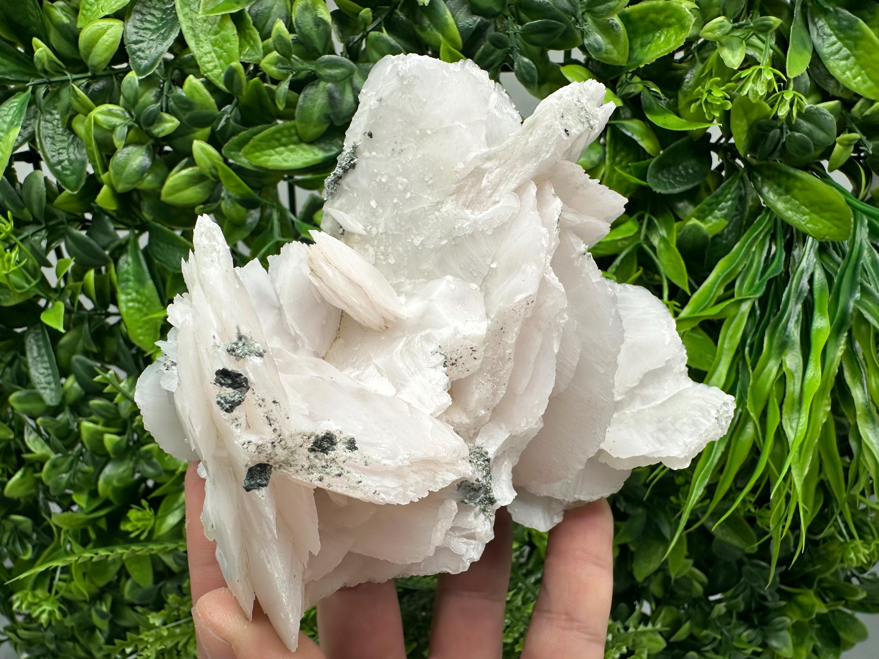Mangano Calcite Wings on Chlorite Matrix, Bulgarian Mineral Specimen