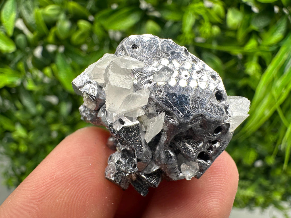 Shiny Galena Cluster, Borieva Mine, Madan Bulgaria
