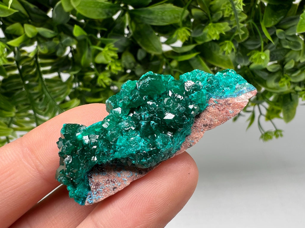 Green Dioptase Crystal Cluster: Sanda Hills, Congo