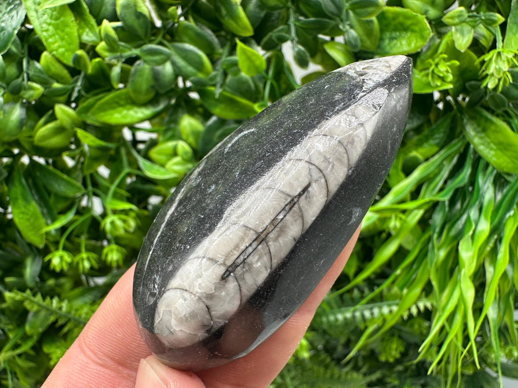 Polished Orthoceras Fossil Cabochon: Pear Shape Loose Gemstone
