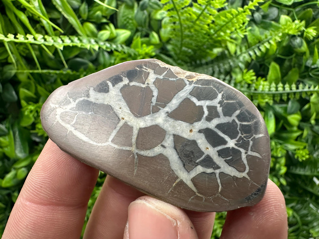 Septarian Nodule Geode Pair: Dragonstone Healing Stone (4/6.5 cm)