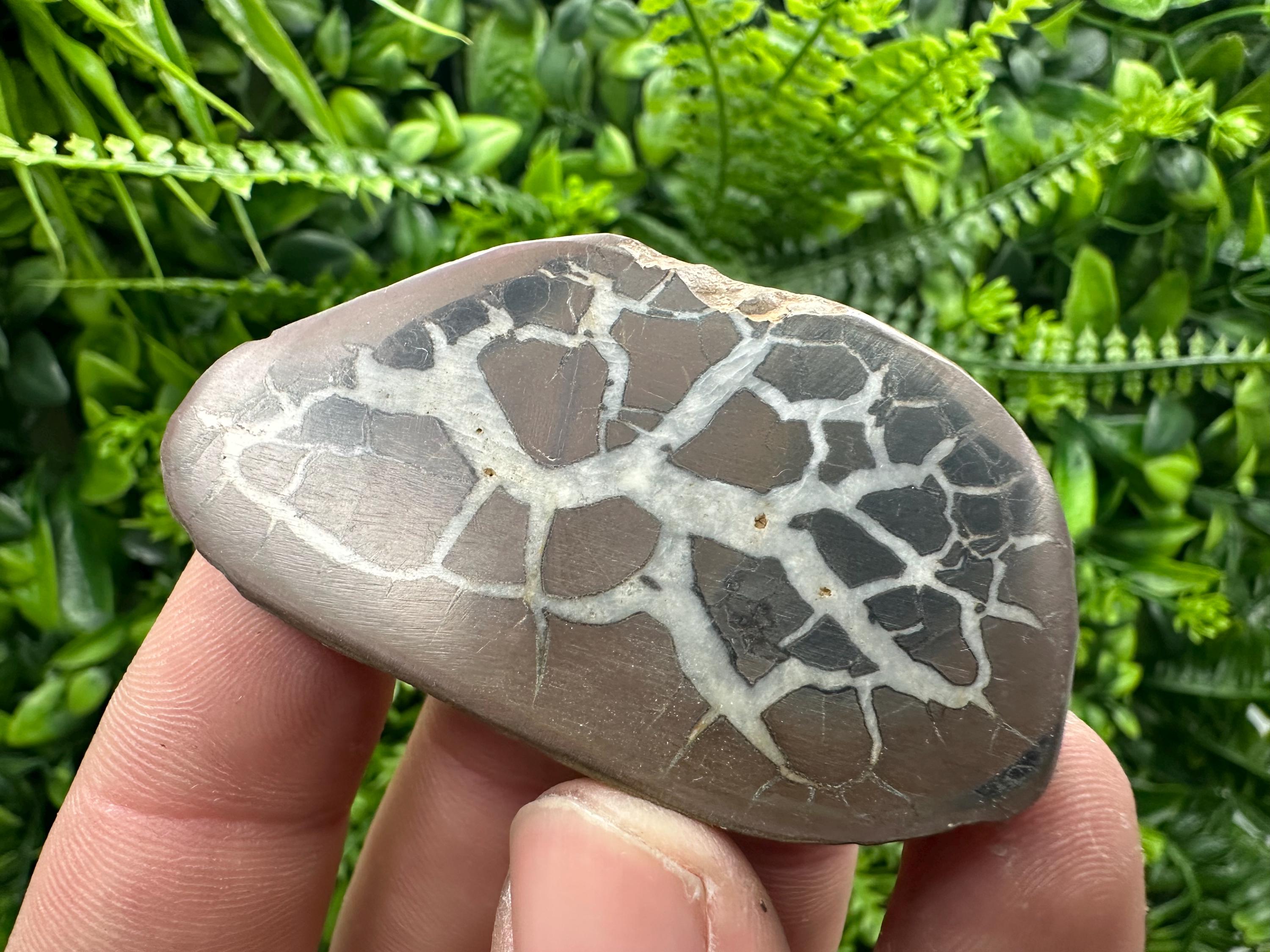 Septarian Nodule Geode Pair: Dragonstone Healing Stone (4/6.5 cm)