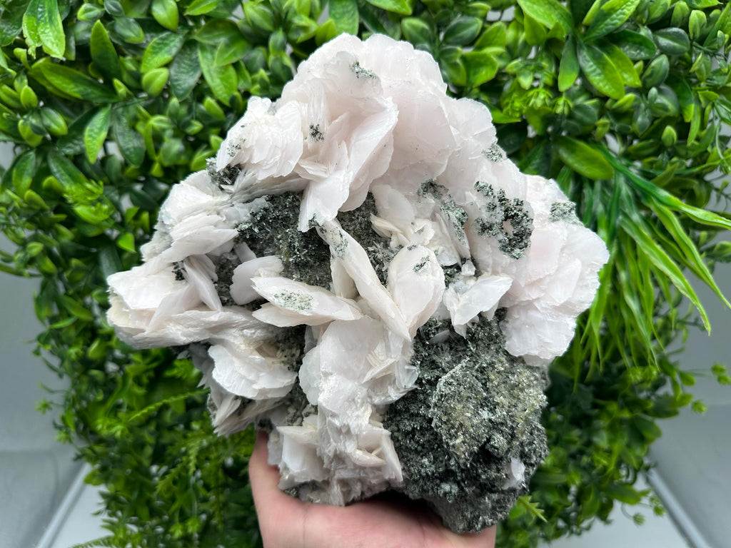 Large Mangano Calcite Wings on Chlorite Matrix, Bulgaria Mineral Specimen