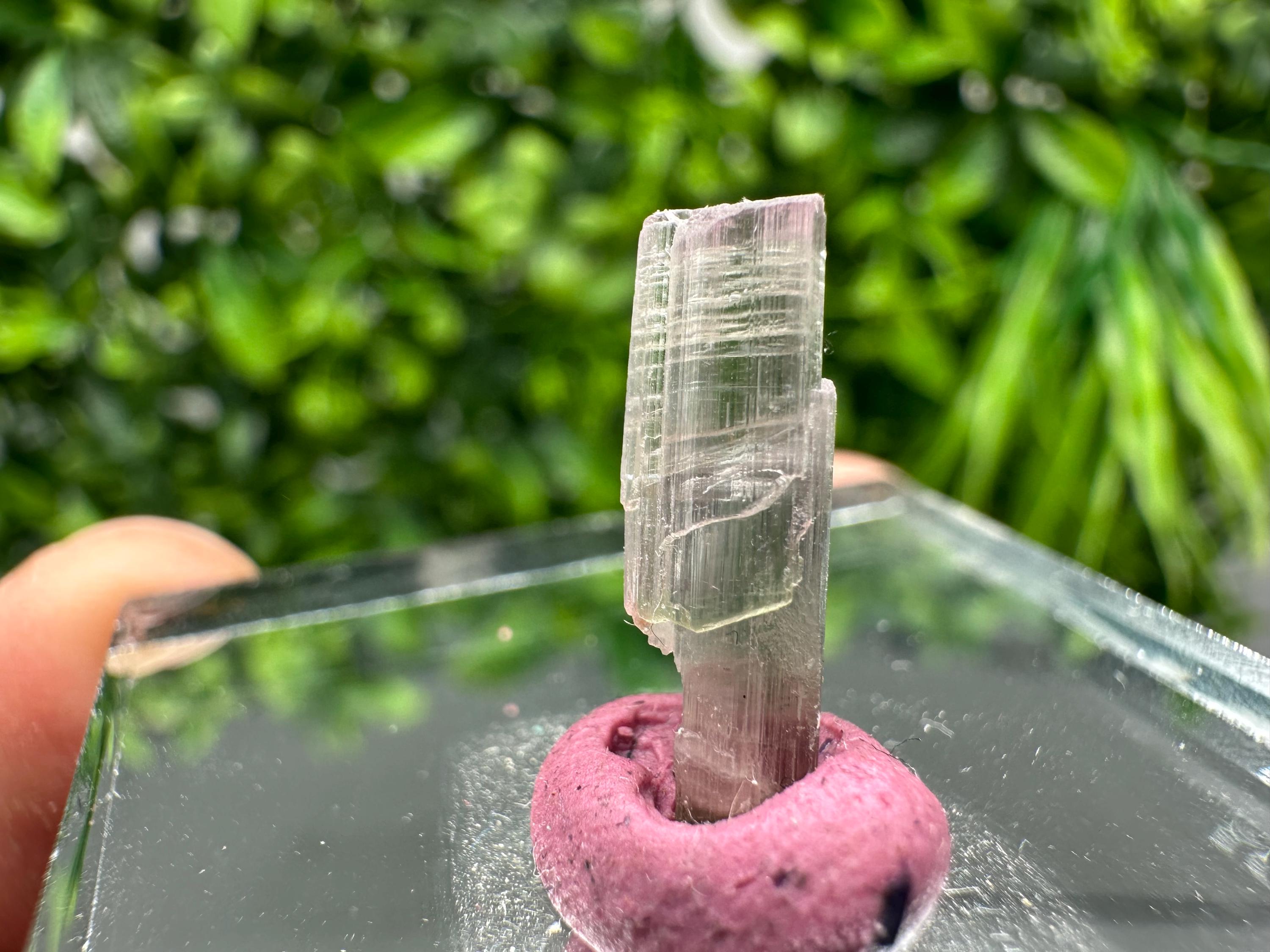 Rare Pink & Green Rubellite Tourmaline Pencil: 17mm Raw Crystal