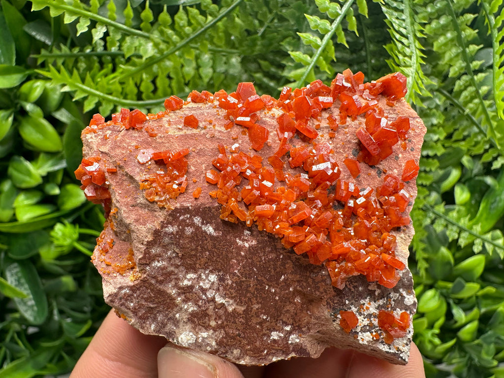 Red Vanadinite Crystal Cluster on Matrix, Morocco Specimen