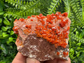 Red Vanadinite Crystal Cluster on Matrix, Morocco Specimen