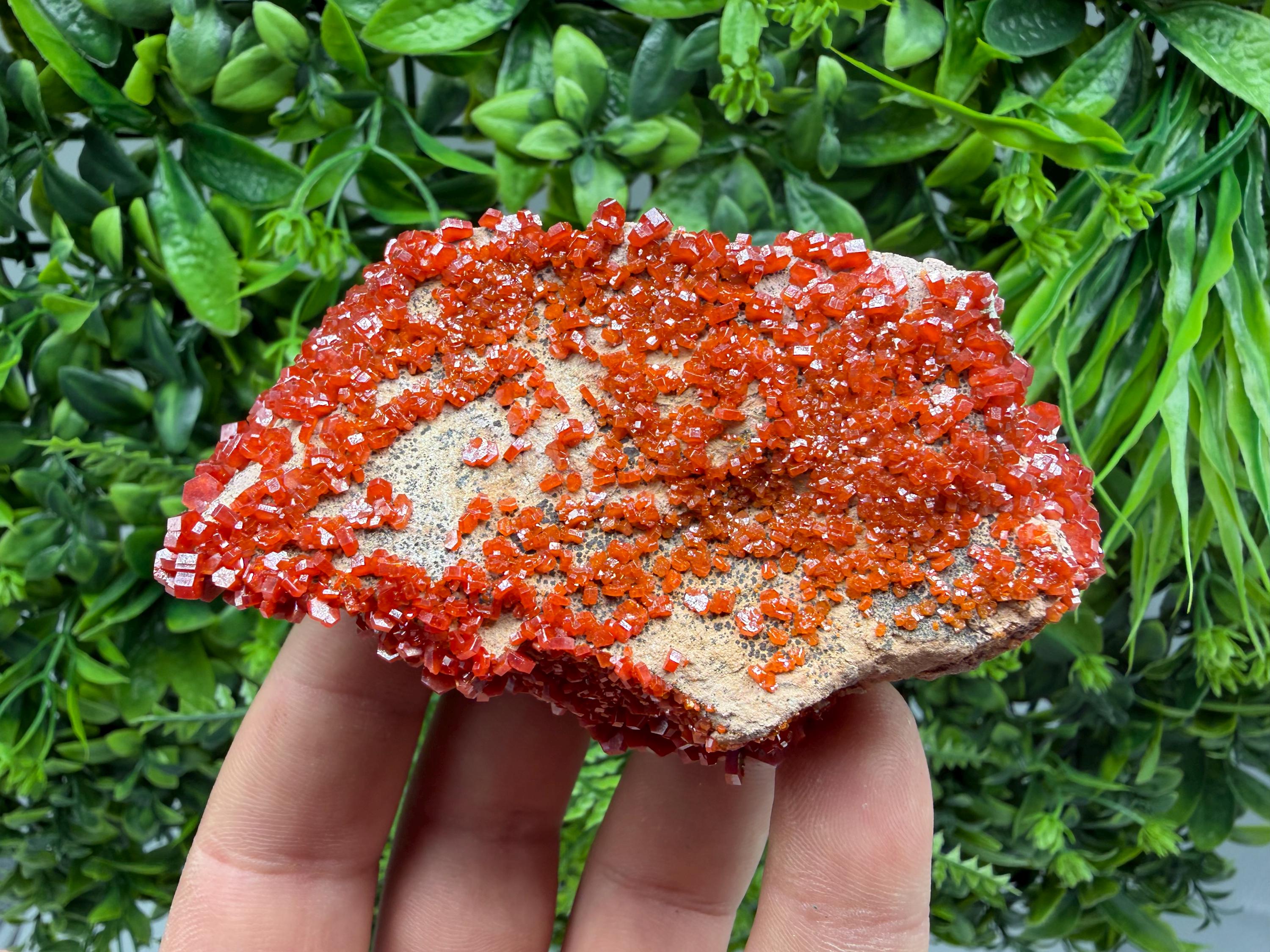 Red Vanadinite on Matrix from Marocco,crystal minerals Speciment cluster Vanadinite crystal Vanadinite Geology Vanadinite cluster minerals