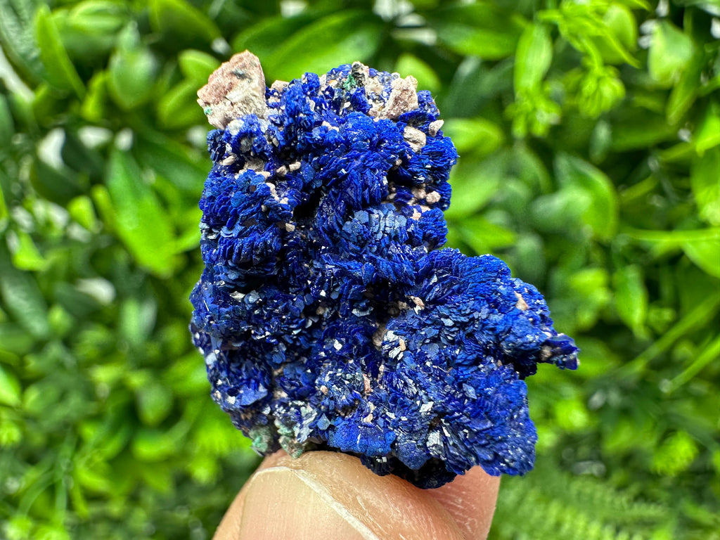 Crystallized Azurite-Kerrouchen,Morocco-Blue Azurite Specimen-High Quality Blue Azurite-Azurite Mineral Specimen, gemmy,lustrous of Azurite