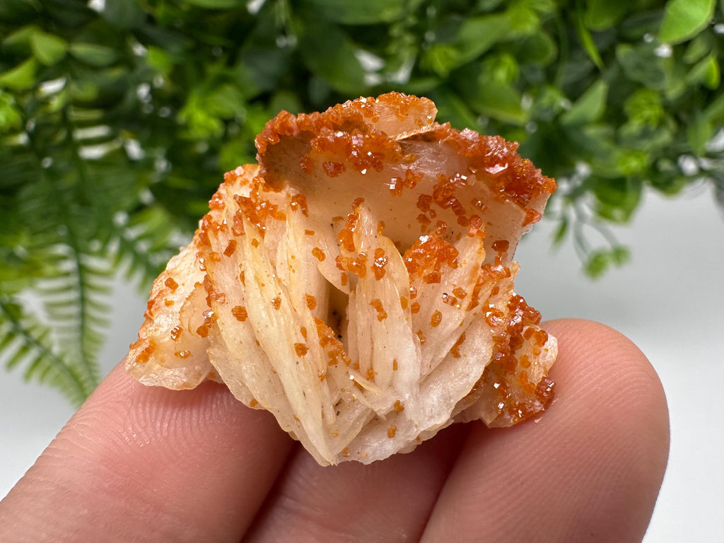 Red Vanadinite on Barite, Moroccan Crystal Cluster