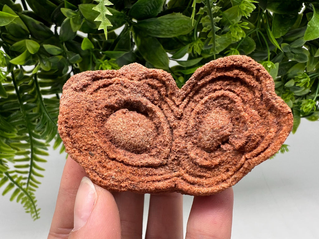 Moroccan Stromatolite Fossil Specimen, Raw Algae Fossil for Meditation