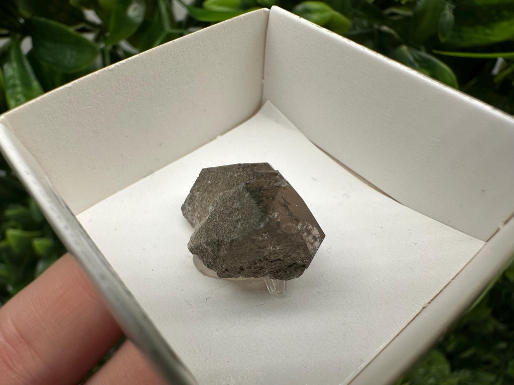 Rare Fedenstock Smoky Quartz Point, Swiss Mineral Specimen (25MM)
