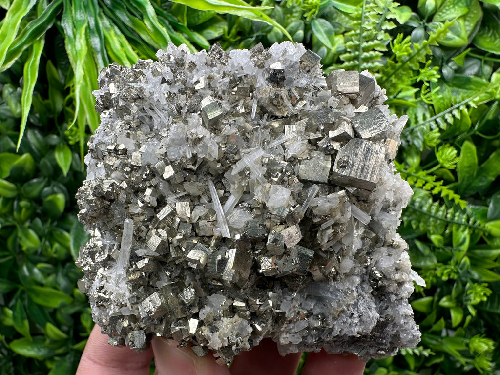 Golden Pyrite on Quartz, Borieva Mine, Bulgaria