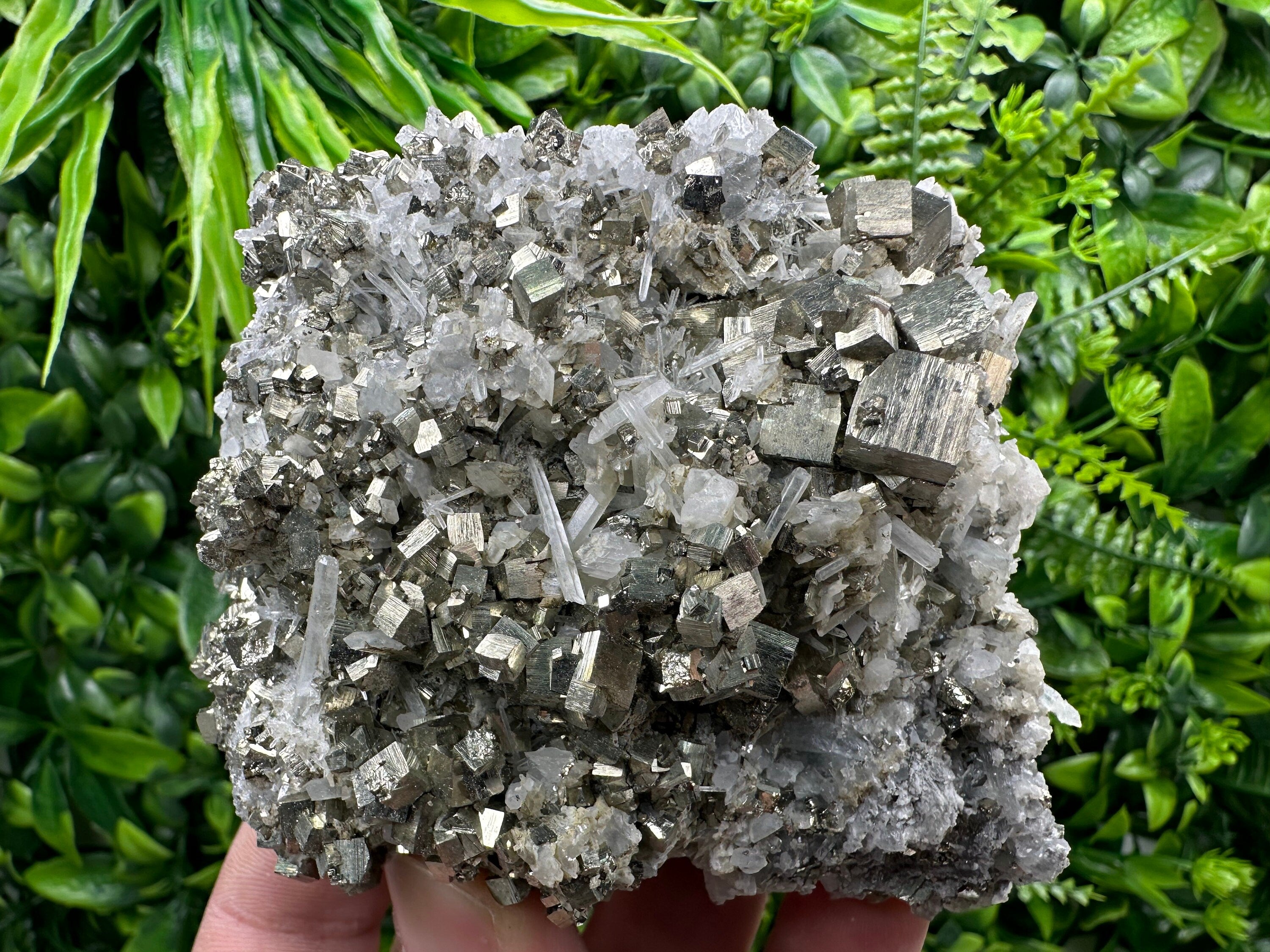 Golden Pyrite on Quartz, Borieva Mine, Bulgaria