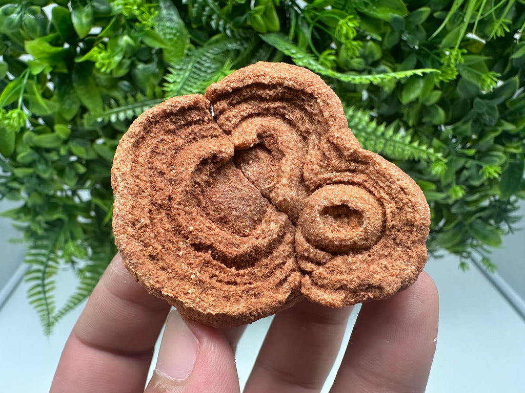 Moroccan Stromatolite Fossil Specimen: Raw Algae Stone for Grounding